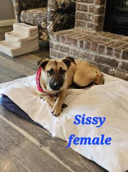Rescue Shepherd Dogs for Adoption in Springdale, Arkansas - Sissy | PetCurious
