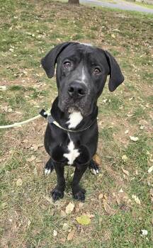 Rescue Great Dane and Mixed Breed Dogs for Adoption in Springfield, Illinois - Oakley | PetCurious