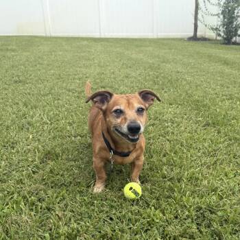 Rescue Dachshund Dogs for Adoption in PT CHARLOTTE, Florida - Pedro | PetCurious