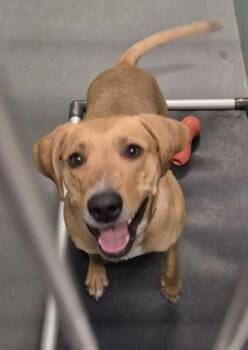 Star -  Yellow Labrador Retriever Dog for Adoption in Butte, Montana - Star | PetCurious