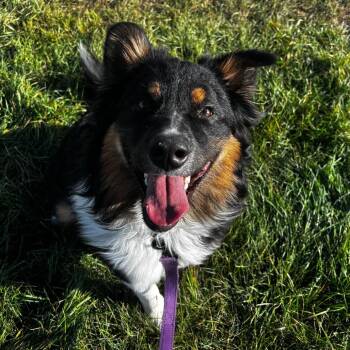 Sherman -  Mixed Breed and Australian Shepherd Dog for Adoption in Cheyenne, Wyoming - Sherman | PetCurious