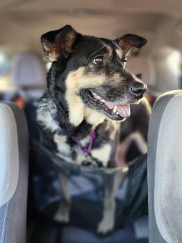 Rescue Australian Cattle Dog Blue Heeler Dogs for Adoption in Killeen, Texas - Julia | PetCurious