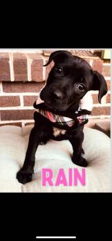 Rescue Black Labrador Retriever Dogs for Adoption in Shalimar, Florida - Rain | PetCurious