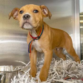 CHEESE CURD -  Pit Bull Terrier and Mixed Breed Dog for Adoption in St. Louis, Missouri - CHEESE CURD | PetCurious