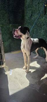 61313053 -  Great Dane and Boxer Dog for Adoption in El Paso, Texas - 61313053 | PetCurious