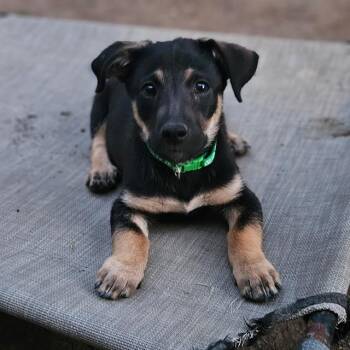 Labrador Retriever and Chihuahua Dogs Available for Adoption - Raddish | PetCurious