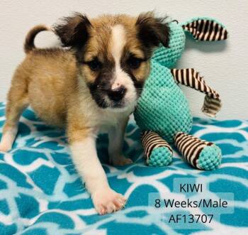 Pit Bull Terrier and Mixed Breed Dogs Available for Adoption - Kiwi | PetCurious