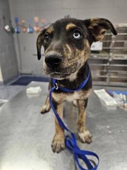 EVAN -  Pit Bull Terrier and Mixed Breed Dog for Adoption in Thousand Palms, California - EVAN | PetCurious