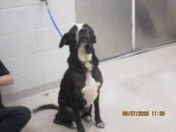 (83) -  Pit Bull Terrier Dog for Adoption in Marietta, Georgia - (83) | PetCurious