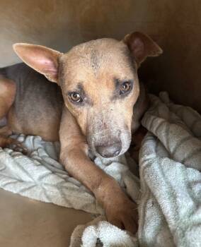 Rescue Pit Bull Terrier Dogs for Adoption in Ruston, Louisiana - Jules | PetCurious