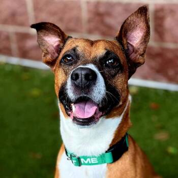 Bailey D12852 -  Pit Bull Terrier and Mixed Breed Dog for Adoption - Bailey D12852 | PetCurious