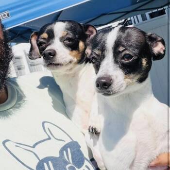 Chanel -  Chihuahua Dog for Adoption in Groveland, Massachusetts - Chanel | PetCurious