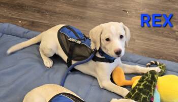 Rexy -  Labrador Retriever and Mixed Breed Dog for Adoption in Medfield, Massachusetts - Rexy | PetCurious