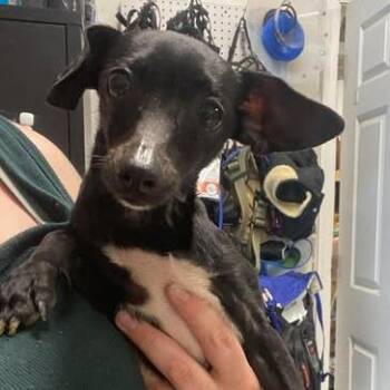 Chihuahua Dogs Available for Adoption in Fredericksburg, Virginia - Heart Of Glass | PetCurious