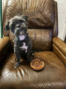 Rescue Shih Tzu Dogs for Adoption in Omaha, Nebraska - Rufus | PetCurious