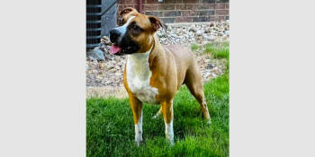 Rescue Boxer Dogs for Adoption in Hewitt, Texas - Draco | PetCurious