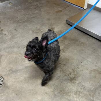 Yorkshire Terrier Dogs Available for Adoption in Ottawa, Kansas - Precious | PetCurious