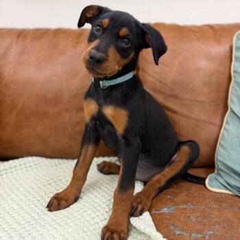 Ruthie Hufflepuffle -  Black Labrador Retriever and Shepherd Dog for Adoption in Friendswood, Texas - Ruthie Hufflepuffle | PetCurious