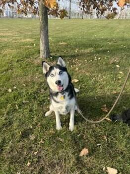 Siberian Husky and Mixed Breed Dogs Available for Adoption in Columbus, Indiana - Jenna | PetCurious