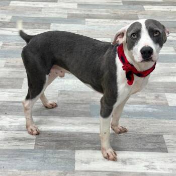 Boss -  Pit Bull Terrier and Mixed Breed Dog for Adoption in Houston, Texas - Boss | PetCurious