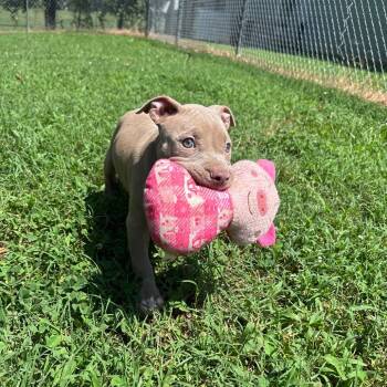 Goosey -  Pit Bull Terrier Dog for Adoption in Roxboro, North Carolina - Goosey | PetCurious