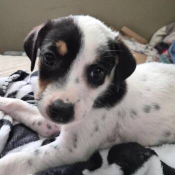 Hound and Foxhound Dogs Available for Adoption in Columbia, Illinois - Light Green(Treasure) | PetCurious