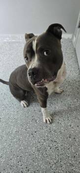 Rescue Pit Bull Terrier Dogs for Adoption in New Bern, North Carolina - Honcho | PetCurious