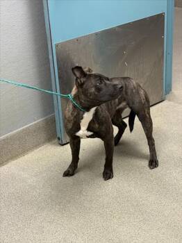 BEUTI -  Pit Bull Terrier Dog for Adoption in Las Vegas, Nevada - BEUTI | PetCurious