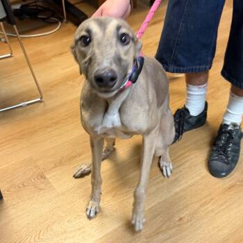 Danielle - Ucon Stray -  Greyhound Dog for Adoption in Idaho Falls, Idaho - Danielle - Ucon Stray | PetCurious