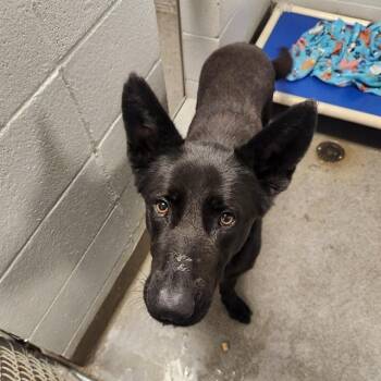 German Shepherd Dog Dogs Available for Adoption - LEO | PetCurious