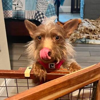 Winifred -  Mixed Breed Dog for Adoption in Jacksonville, Florida - Winifred | PetCurious