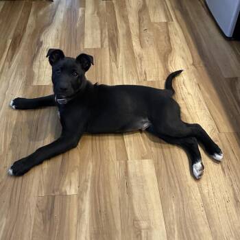 Labrador Retriever and Husky Dogs Available for Adoption in Priest River, Idaho - Jep | PetCurious