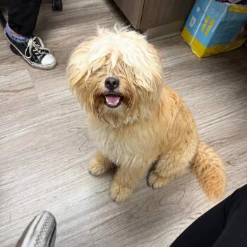 Carmelo -  Miniature Poodle and Yorkie Poo Dog for Adoption in Crosby, Texas - Carmelo | PetCurious