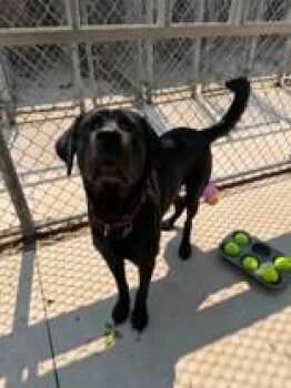 Rambo -  Mixed Breed Dog for Adoption in Manitowoc, Wisconsin - Rambo | PetCurious