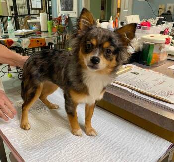 Jamie (NOT YET AVAILABLE) -  Pomeranian and Chihuahua Dog for Adoption in Benton, Louisiana - Jamie (NOT YET AVAILABLE) | PetCurious
