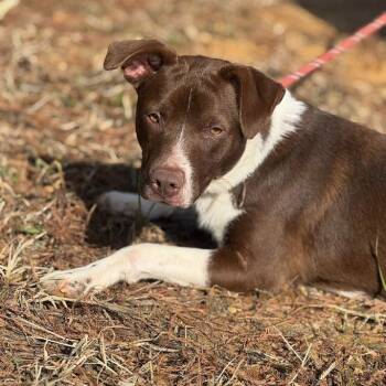 Chip 042901 -  Labrador Retriever and Mixed Breed Dog for Adoption in Amory, Mississippi - Chip 042901 | PetCurious