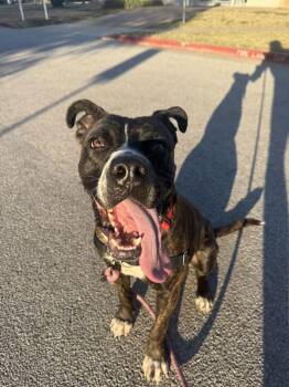 Pit Bull Terrier Dogs Available for Adoption - Zoodle | PetCurious