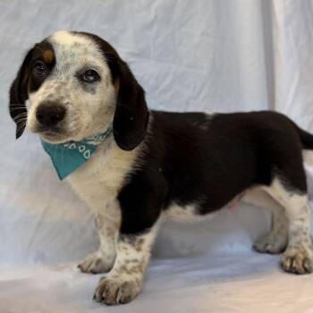 Harry -  Mixed Breed Dog for Adoption in Canal Winchester, Ohio - Harry | PetCurious