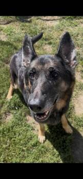 Meatball -  German Shepherd Dog Dog for Adoption in Stratham, New Hampshire - Meatball | PetCurious