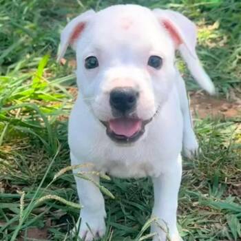 Diva -  Labrador Retriever and Pit Bull Terrier Dog for Adoption in Reno, Nevada - Diva | PetCurious
