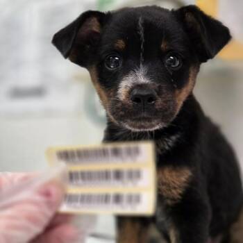 Nick -  Mixed Breed Dog for Adoption in Charleston, West Virginia - Nick | PetCurious