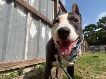 Pit Bull Terrier Dogs Available for Adoption in Houston, Texas - Arden | PetCurious