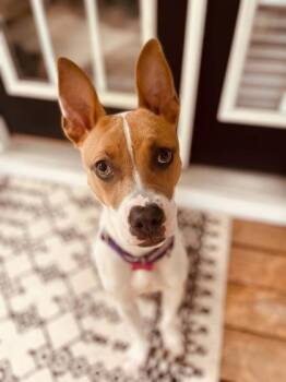 Pip -  Mixed Breed Dog for Adoption in Atlanta, Georgia - Pip | PetCurious