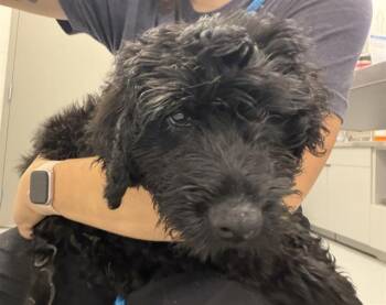 FORD -  Poodle Dog for Adoption in Indianapolis, Indiana - FORD | PetCurious
