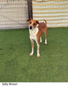 Sally Brown -  Mixed Breed Dog for Adoption in Winter Garden, Florida - Sally Brown | PetCurious
