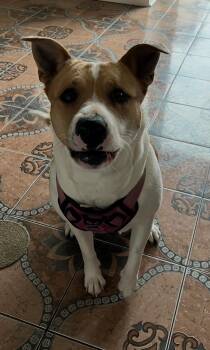 Pit Bull Terrier and Labrador Retriever Dogs Available for Adoption - Luna  ***URGENT FOSTER NEEDED*** | PetCurious