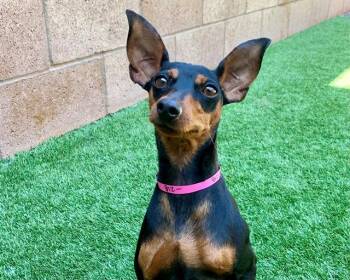 TEACAKE -  Miniature Pinscher and Mixed Breed Dog for Adoption in Moreno Valley, California - TEACAKE | PetCurious