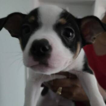 Harvard -  Mixed Breed Dog for Adoption in Leander, Texas - Harvard | PetCurious
