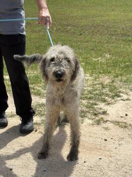 Standard Poodle and Labrador Retriever Dogs Available for Adoption in Rockaway, New Jersey - JD Dixon | PetCurious