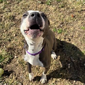 Pit Bull Terrier Dogs Available for Adoption - Luna Moon | PetCurious